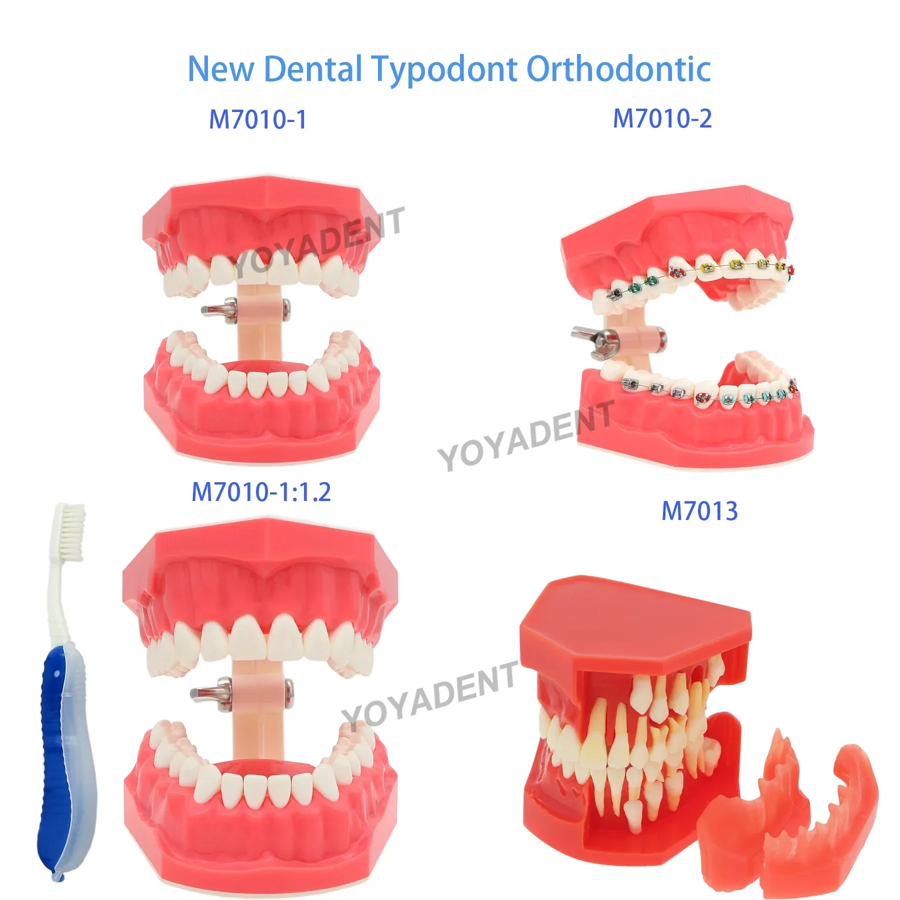 Multiple Types Dental Teeth Model Teaching Models Typodont Orthodontic Model For Studying Dentistry Products Demo