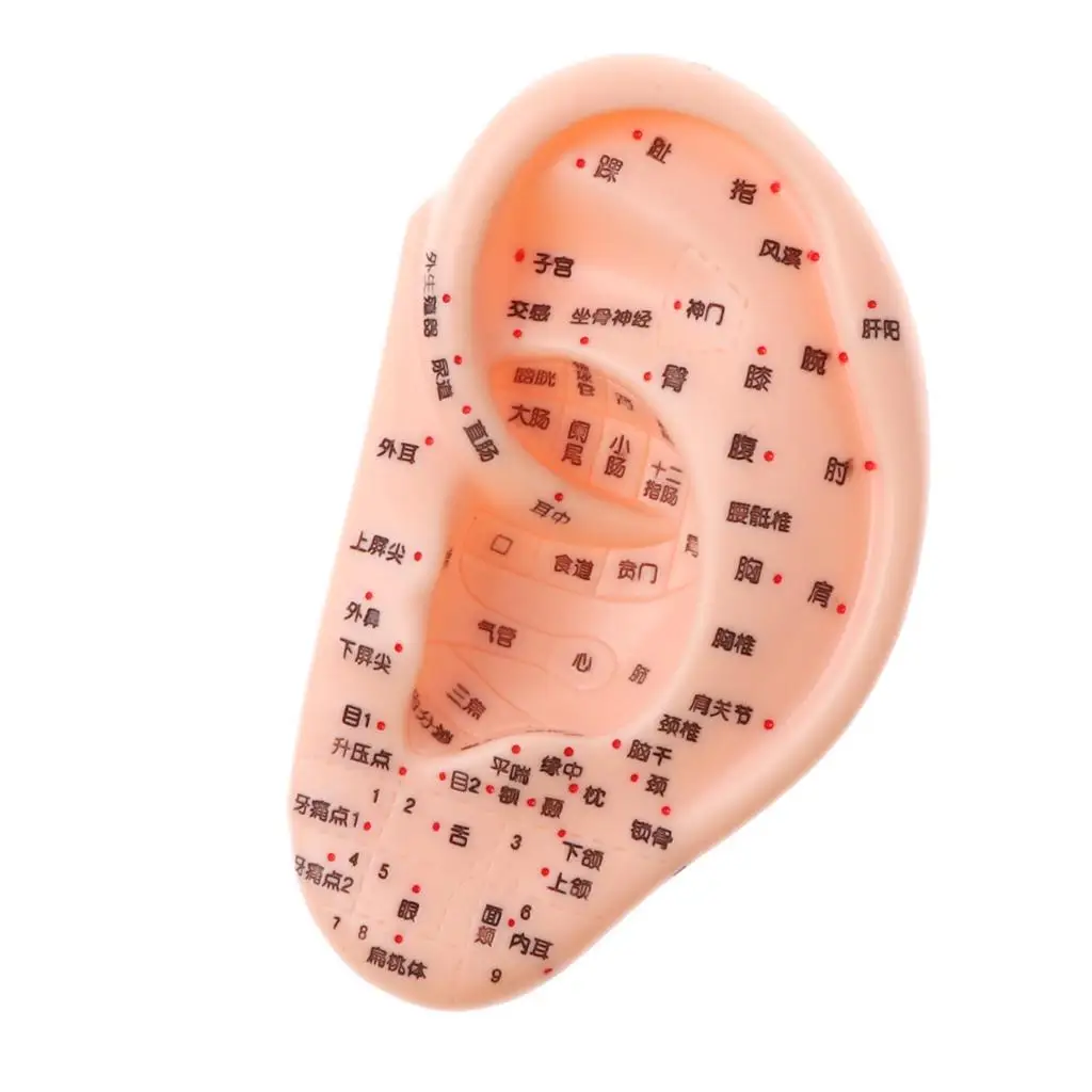 13CM Human Ear Model with Acupuncture Reflexology for Laboratory Anatomy Studies Display