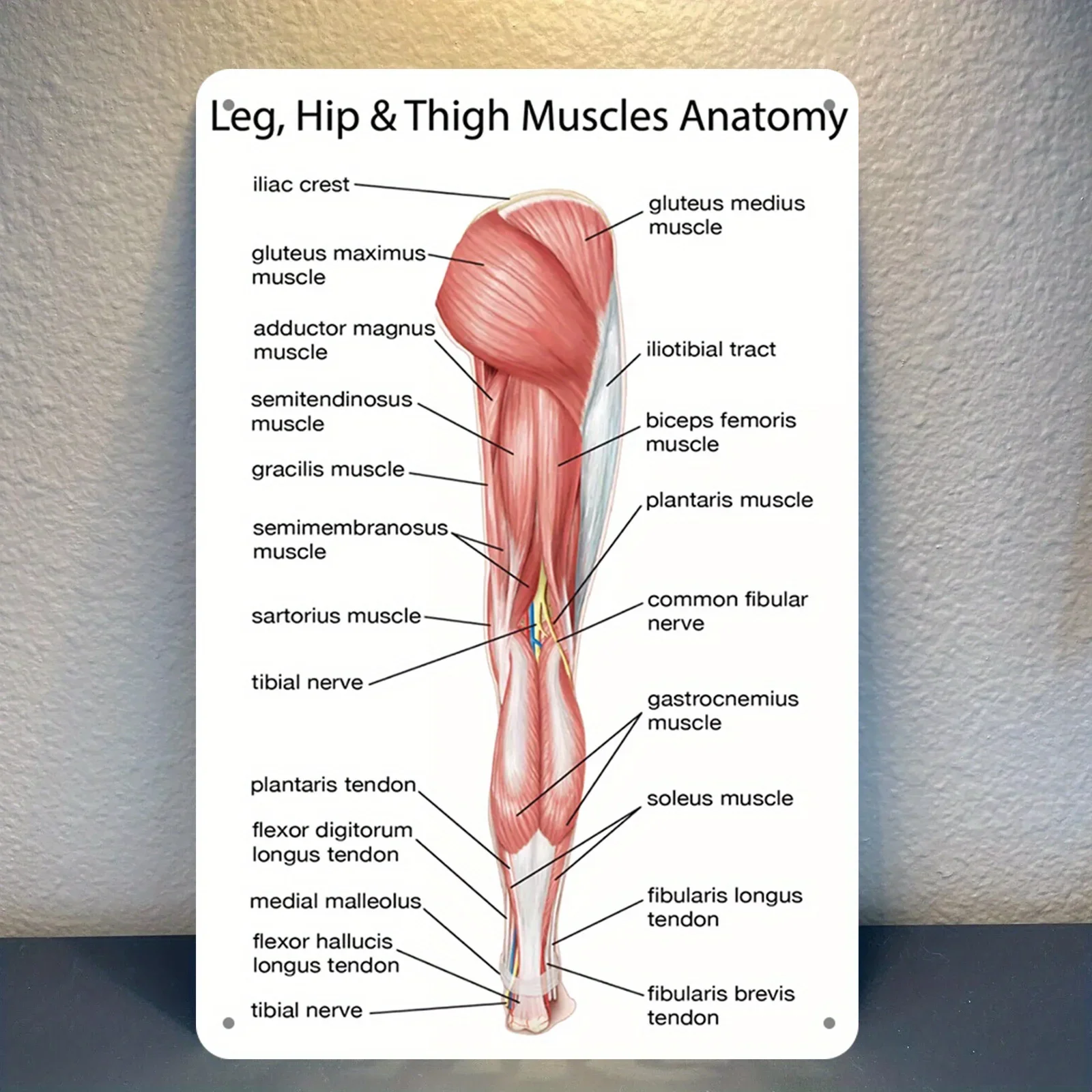 Metal Human Thigh Hip Quadriceps Anatomy Wall Art -  Windproof Educational Decor for Medical Students, Gym, Clinic, Classroom