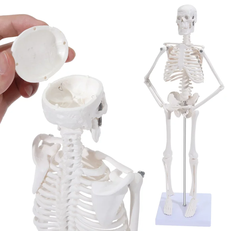 

Human Skeleton Anatomical Model, 17'' Mini Size Medical Skeleton Model with Movable Arms and Legs for Anyone Study and Teaching