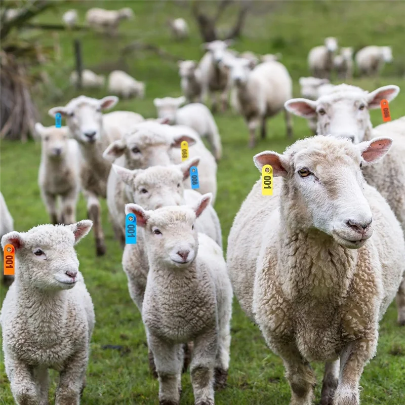 

PHFU-300 Pcs Livestock Ear Tags For Sheep Goat Cattle 001-100 Number For Cow Pig Dog Deer Horse Farm Animal Identification