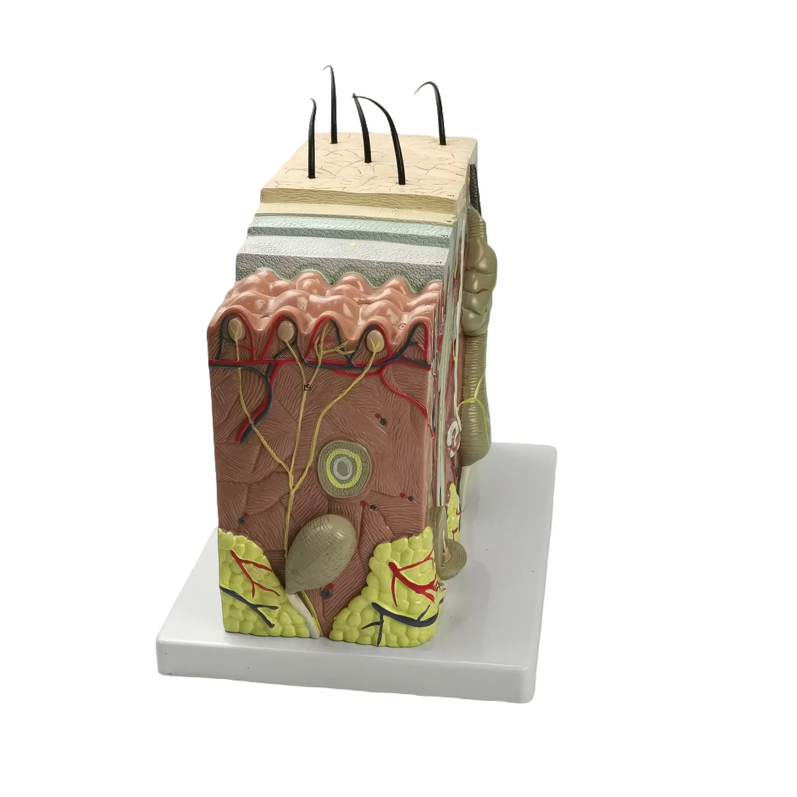 PVC 70X Life Size Anatomical Human Skin Block Model Medical Dermatology Anatomy