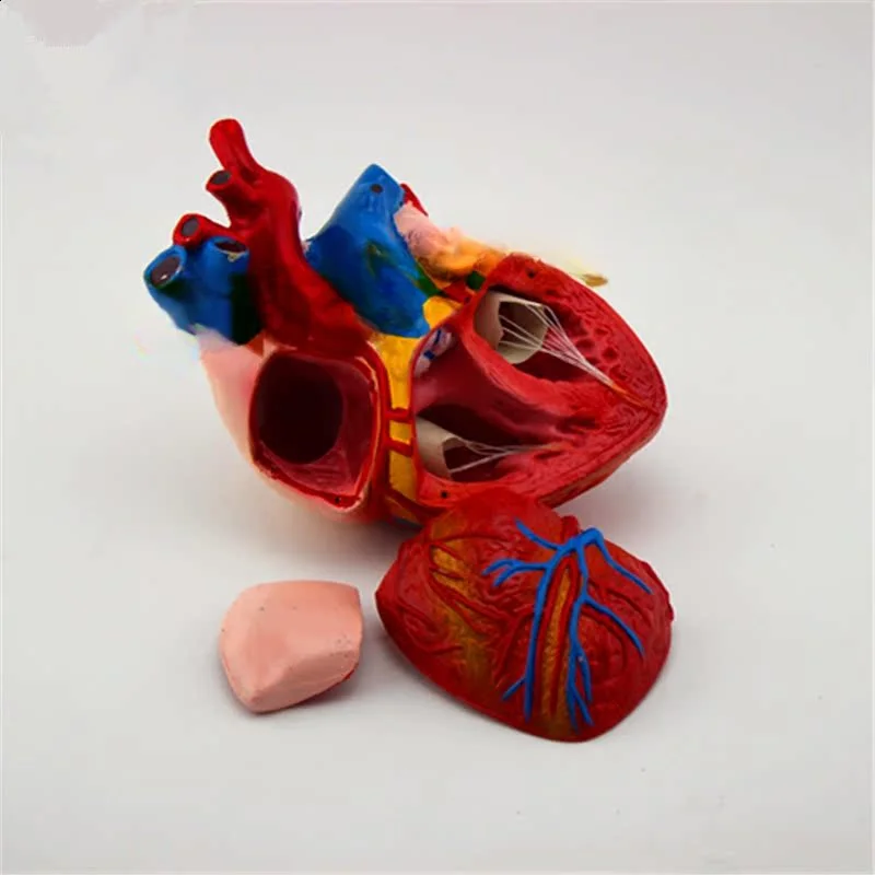 Cardiac Anatomy Model