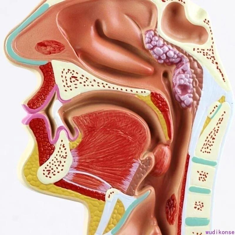 Human Anatomical Nasal Cavity Throat Anatomy Medical Pathology Model Good Teaching Presentation Tool