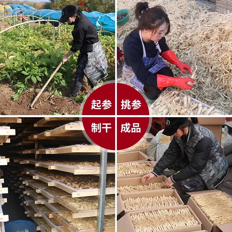 China Natural Dried Ginseng Changbai Mountain Special Grade Wild The Whole One Ginseng DIY Resin Raw Material Photography Props