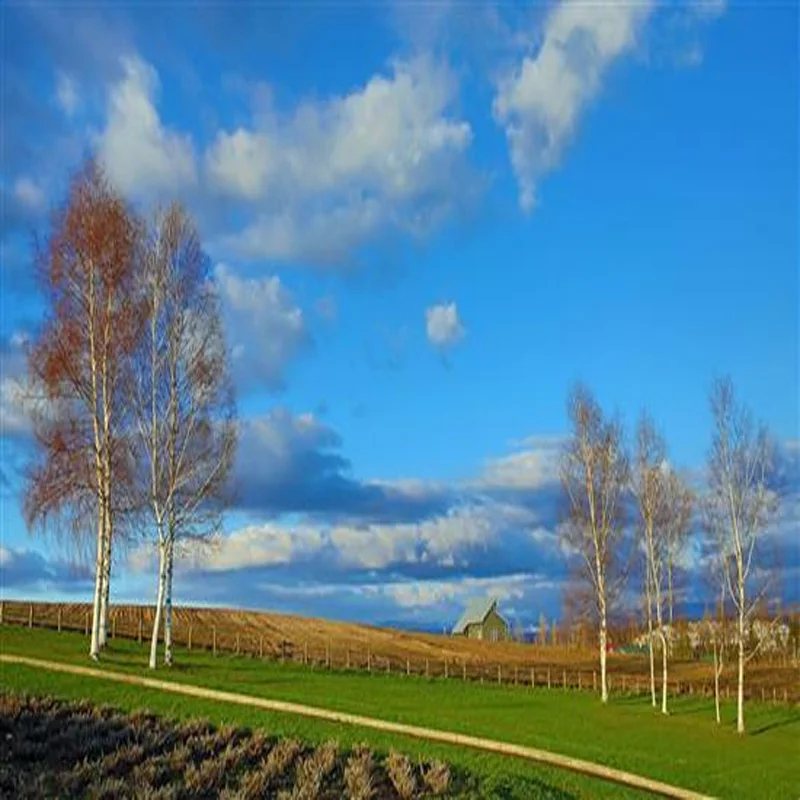 

For Toyota RAV4 XA40 2013-2018 Window B C Pillar Post Cover Trim Stickers Door Column Decorative Exterior Accessories