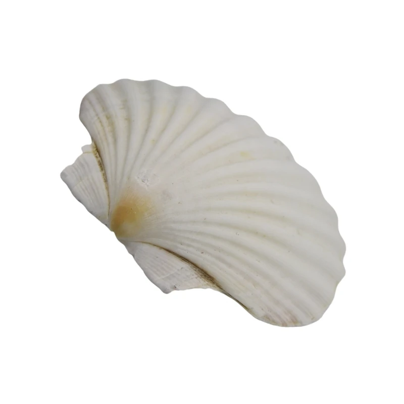 Grandes cascas vieiras brancas para artesanato e pintura decors casamento na praia