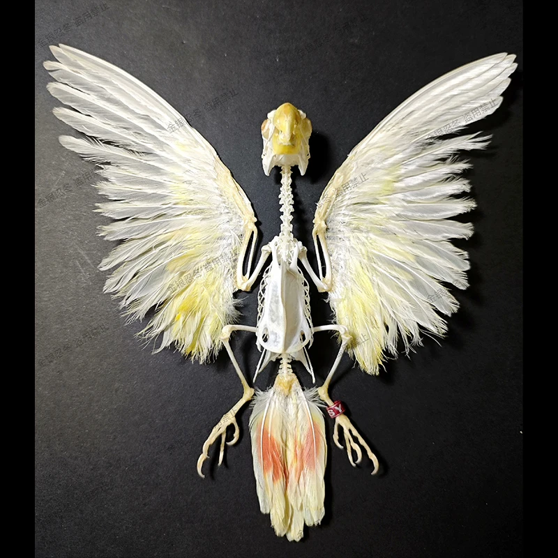 

2166 Defective Item Original Bird Bone Handmade Article Room Decoration Gothic Dark Style Art Specimen Creative Birthday Gift