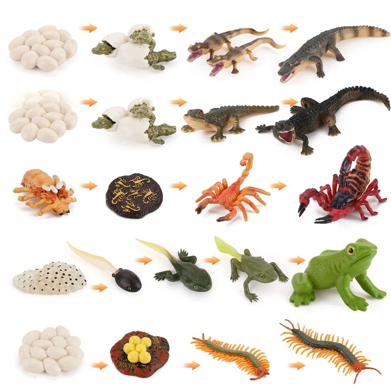 21 PCS Simulation Animals Growth Cycle Scorpion Centipede Frog Crocodile Life Cycle Models Figures Educational Kids Toys