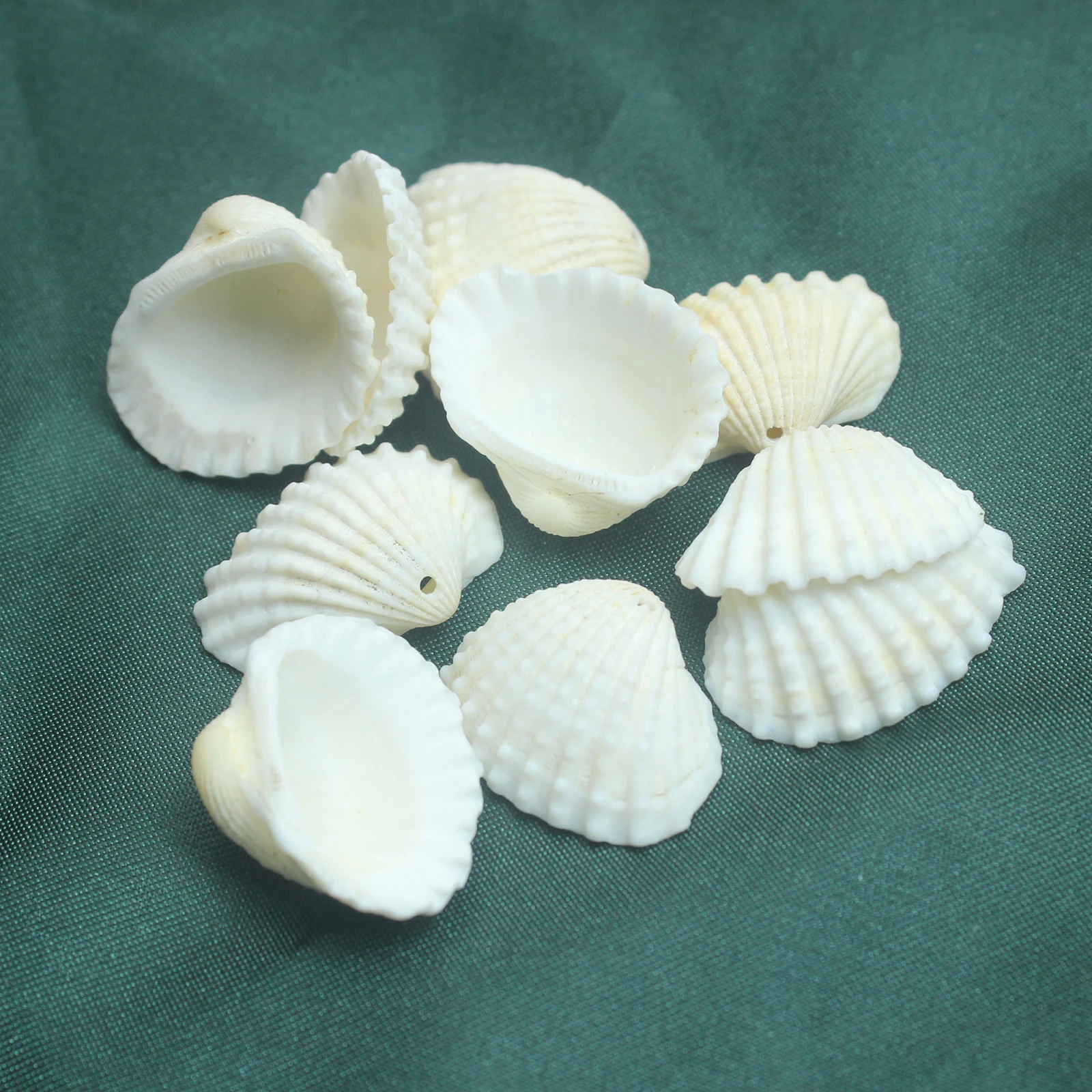 100 Pieces/Pack White Scallop Shells Natural Seashell for DIY Craft Mermaid Beach Wedding Home Decoration Fish Tank Handmade
