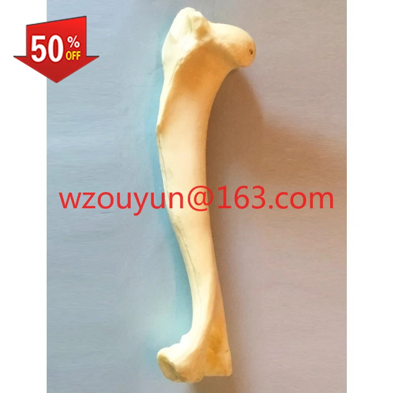 dog-humerus-surgery-practice-simulated-bone-model-bone