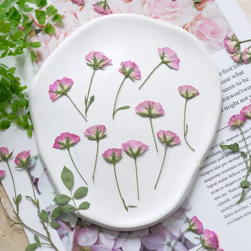 12pcs,Mini Pink Rose Pressed Flowers,Real Rose Dry Plant Specimens for Drip Glue Photo Frame,Bookmark,Candle DIY Craft Supplies