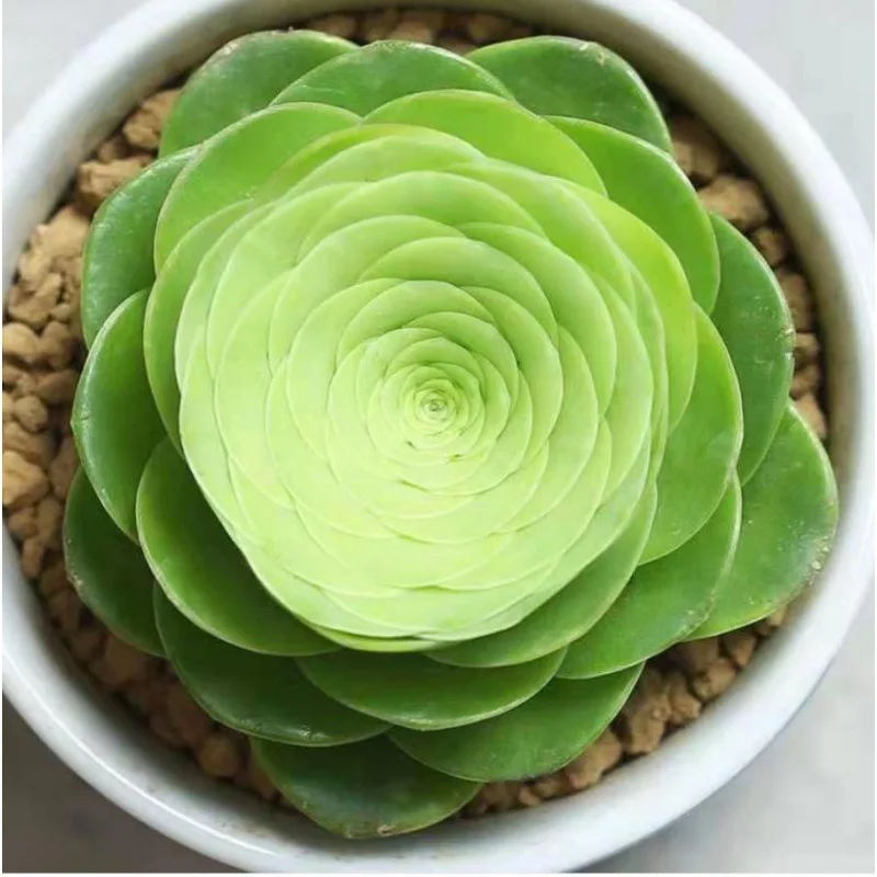 

Peach, rose, succulent plant, mountain pink wine glass, rose, fun indoor potted tabletop