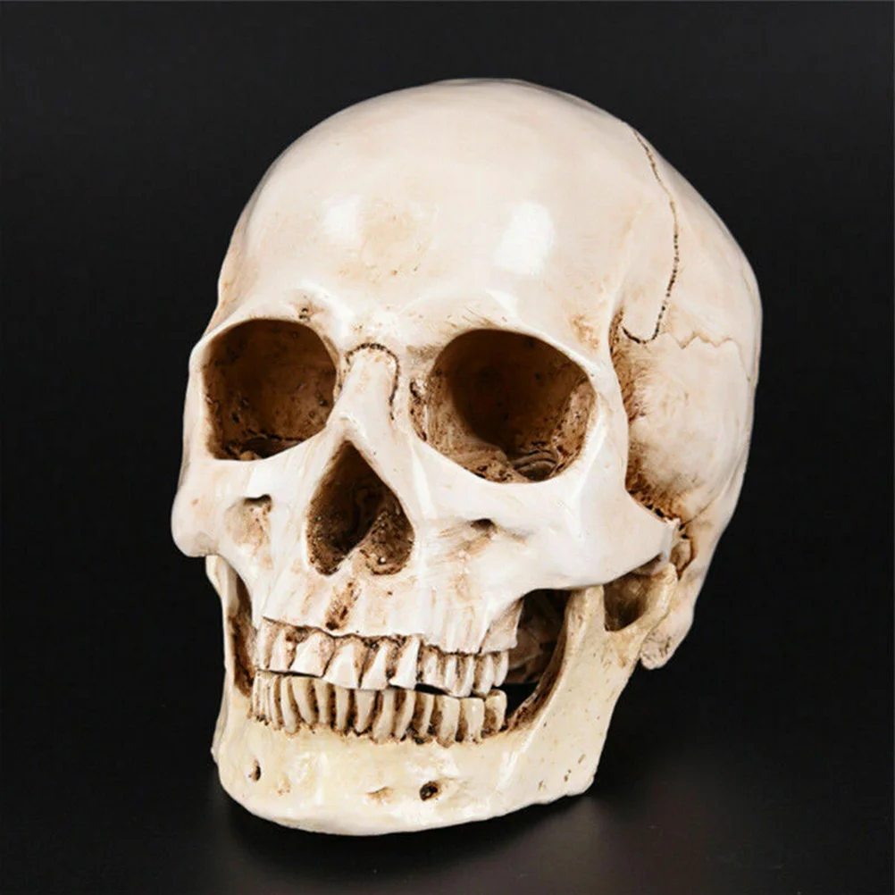 Human Skull Replica Resin Anatomical and Tracing Use Model for Medical Real Person