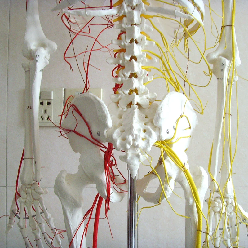 Lab Teaching Models Human 170cm Human Skeleton With Main Arteries and Spinal Nerves Skeleton of PVC