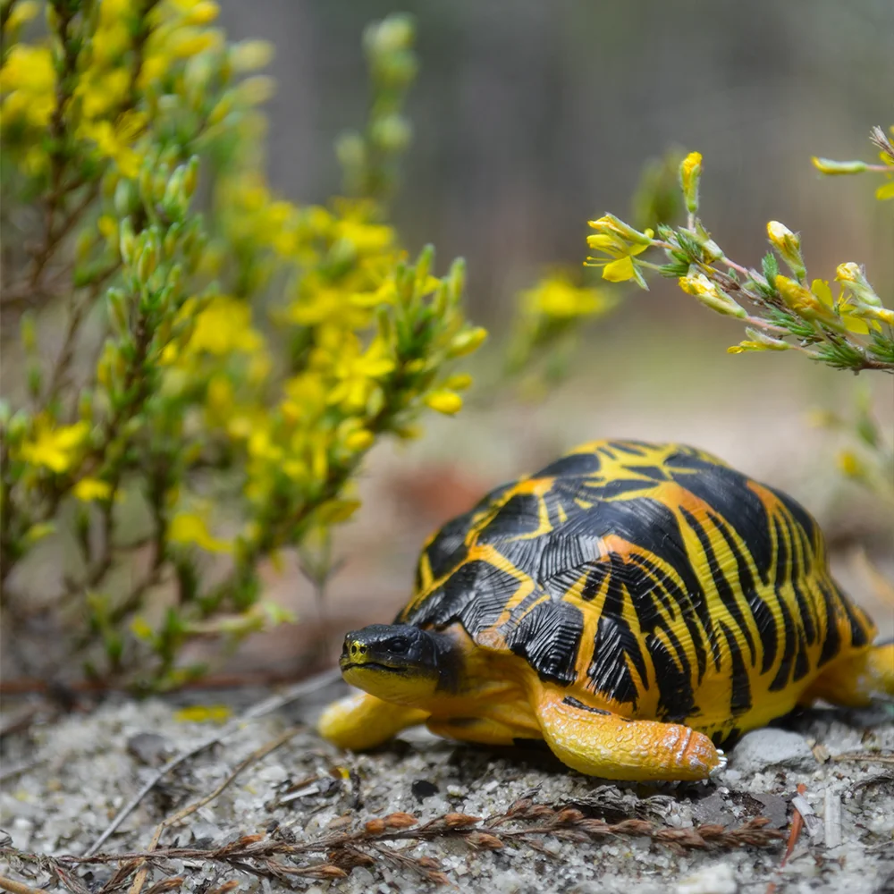 Toymany Simulation Radiated Tortoise Madagascar Animal Model Toy Mini Figures Dolls Action Figurines Toy Children Gife Cake Dec