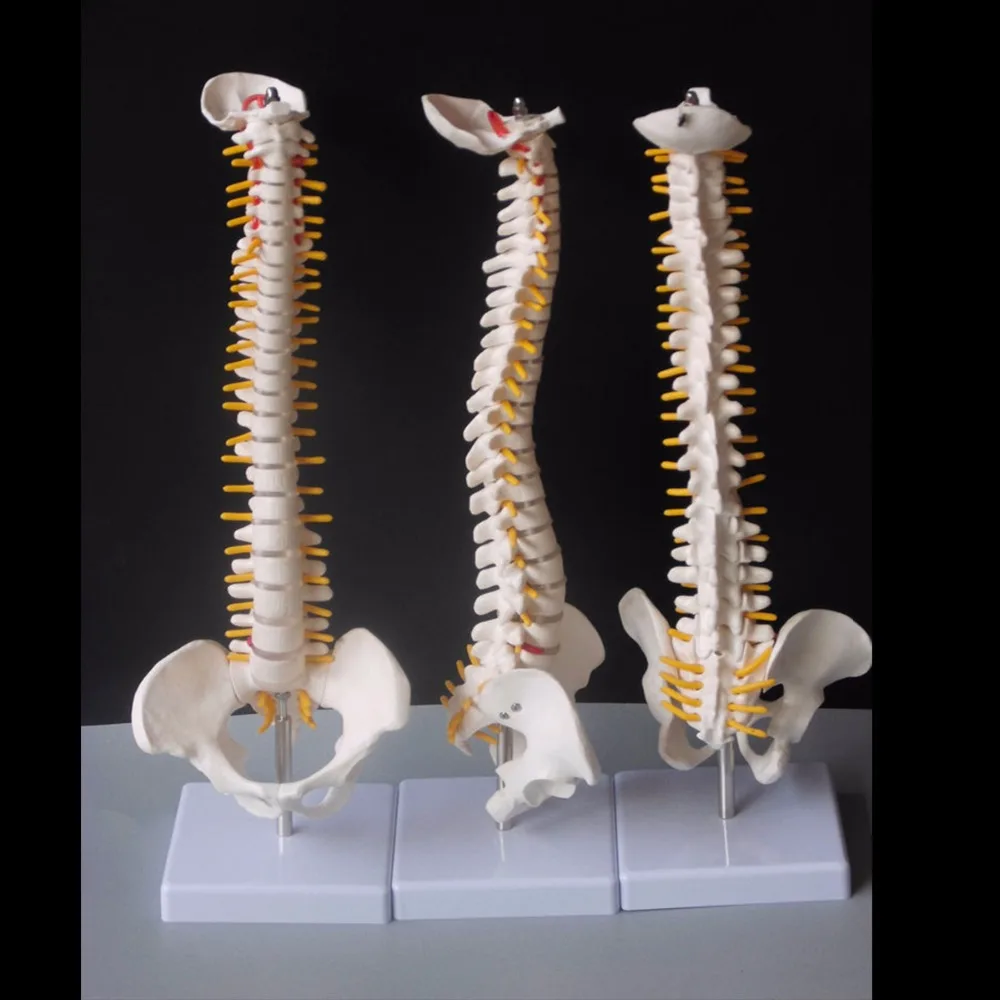 45CM Human Spine with Pelvic Model Human Anatomical Anatomy Spine Medical Model spinal column model+Stand Fexible