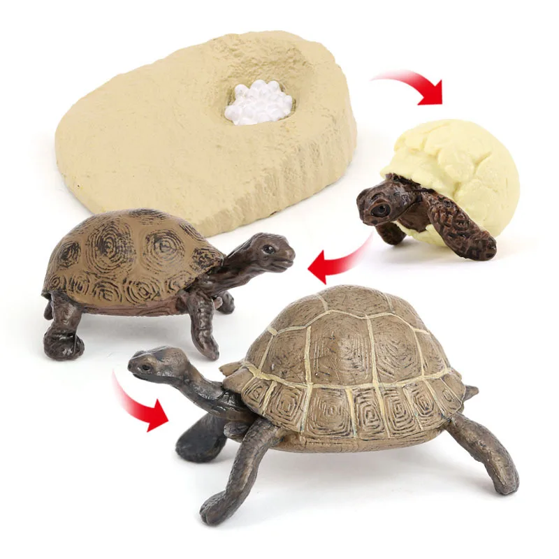 Simulation Marine Animal Model Children's Cognitive Science and Education Toy Set Turtle Tortoise Growth Cycle