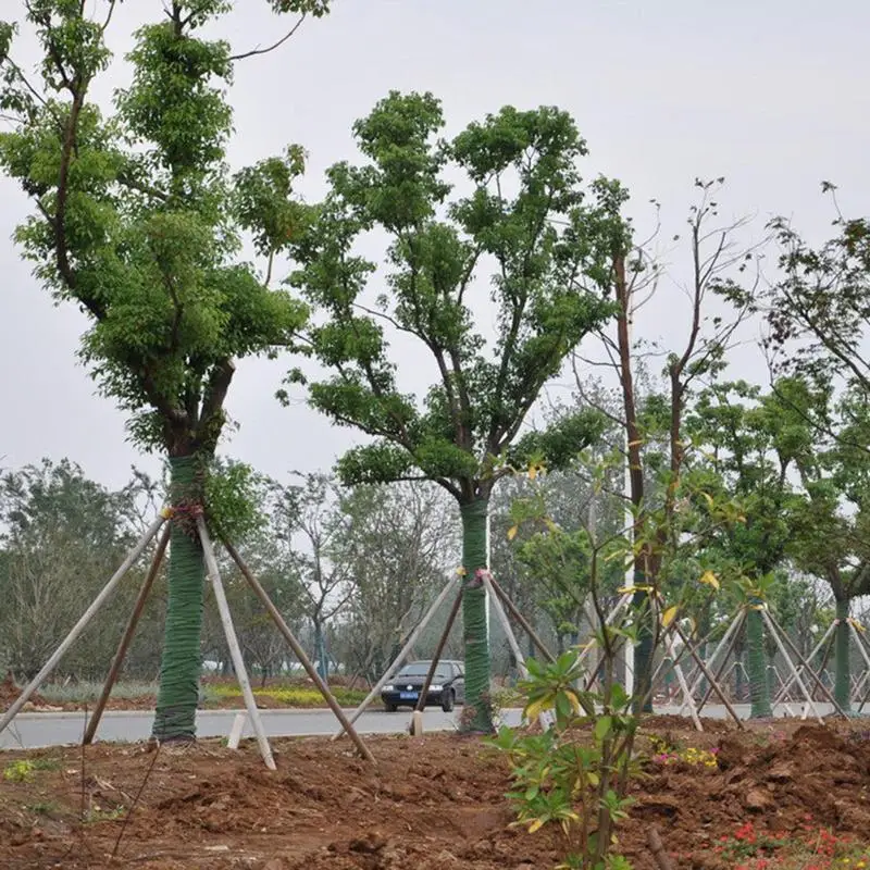האם Tree Wrap הוא פתרון מושלם לשלב עץ בקיץ ובחורף?