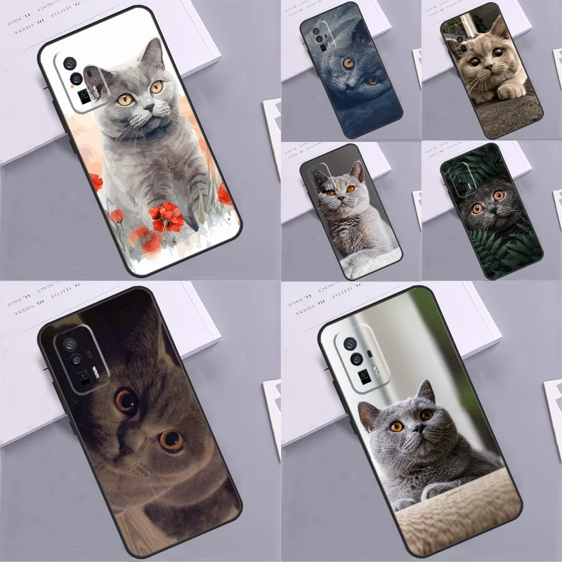 British Shorthair C… - image