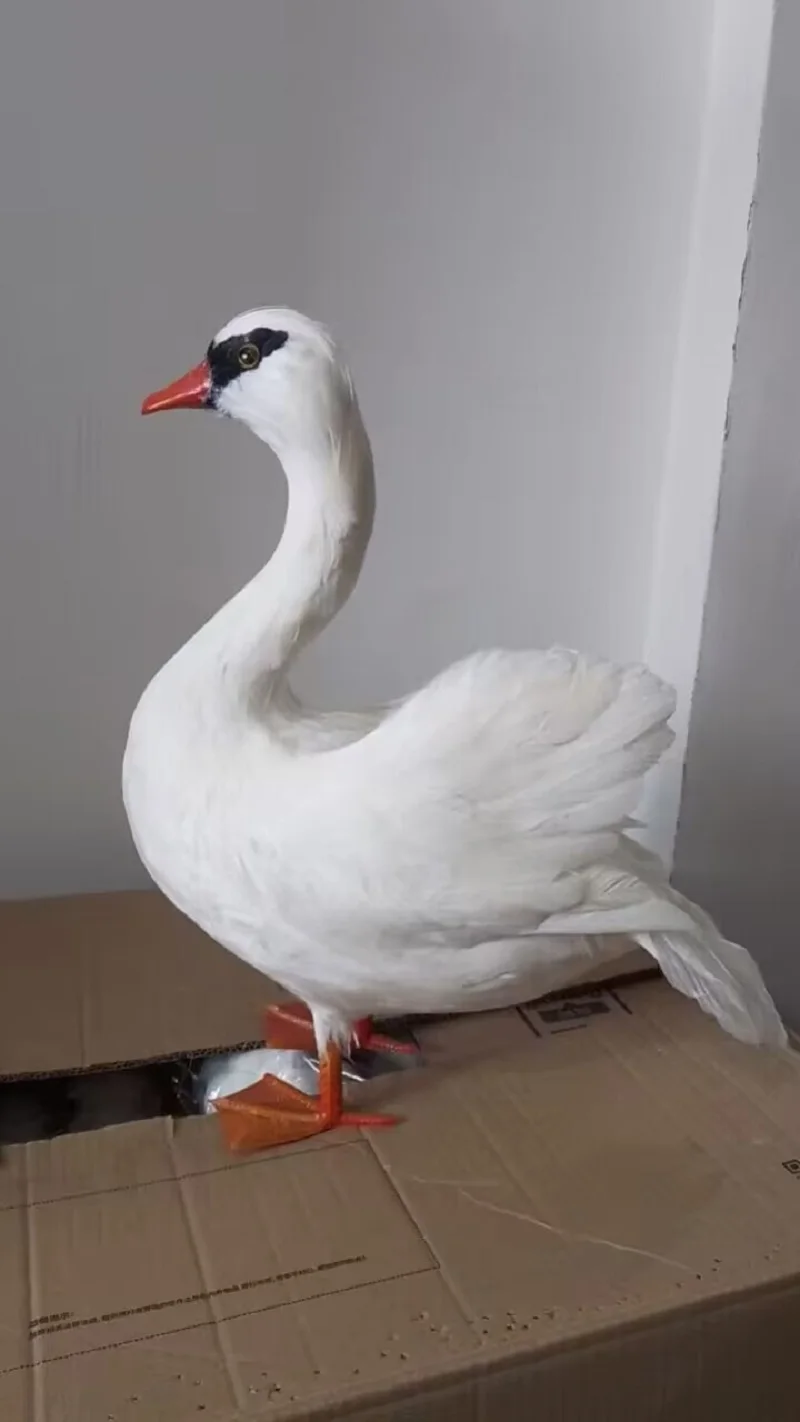 new simulation standing swan model foam&furs white goose model gift about 35x40cm xf10377