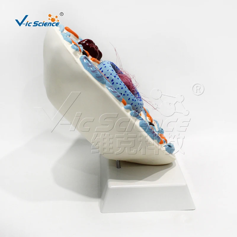 Model pengajaran anatomis sel hewan