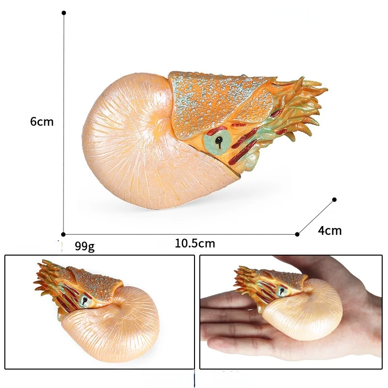 Jouet modèle Animal marin de Simulation de conque, ancienne créature Nautilus, poupée d'ornement pour enfants