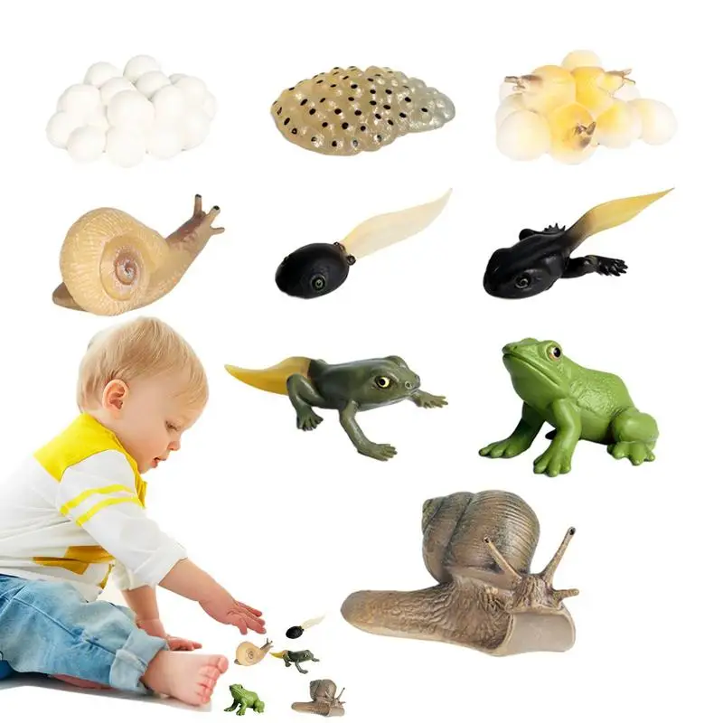 

Life Cycle Of A Frog Science Growth Cycle Animal Figurines Preschool Learning Activities Realistic Science Center Toys For