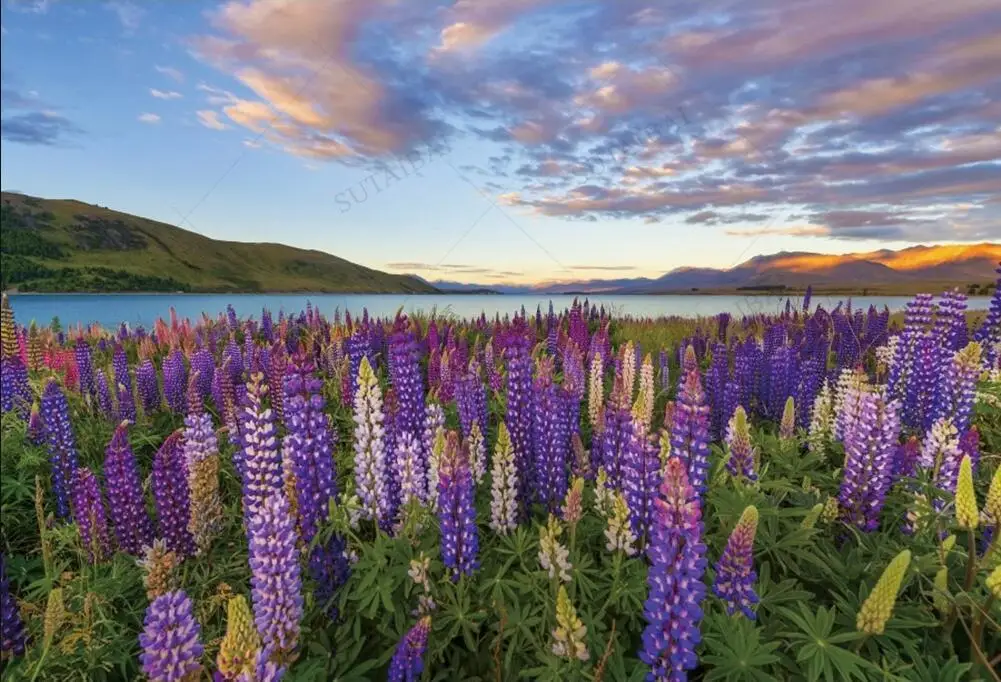 Valentijnsdag Februari 14 Provence Lavendel Bloem Zee Wieden Party Zee Van Rode Bloemen Foto Backdrops Fotografie Achtergrond