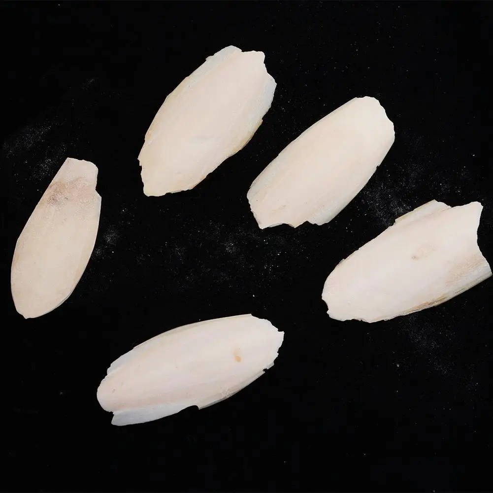 Natürliches Kaulquappenknochen-Kauspielzeug für Papageien, Wellensittiche, Hamster und Kleintiere, zum Zähneputzen, Kalziumergänzung, Vogelzubehör, gesund – Detail 11