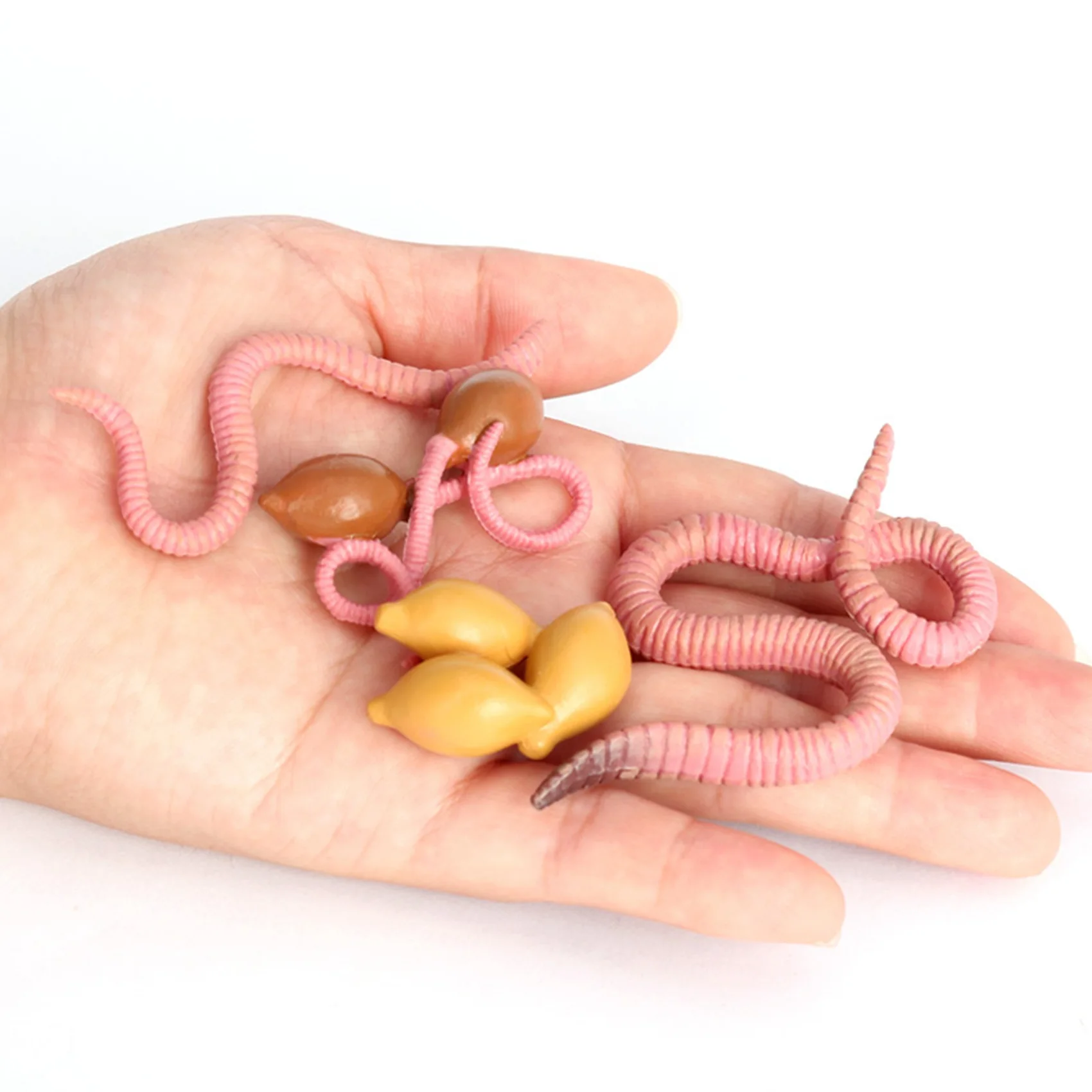 4Pcs Simulation Earthworm Growth Model Animal Growth Cycle Biological Model Simulation Growth Science Educational Toys