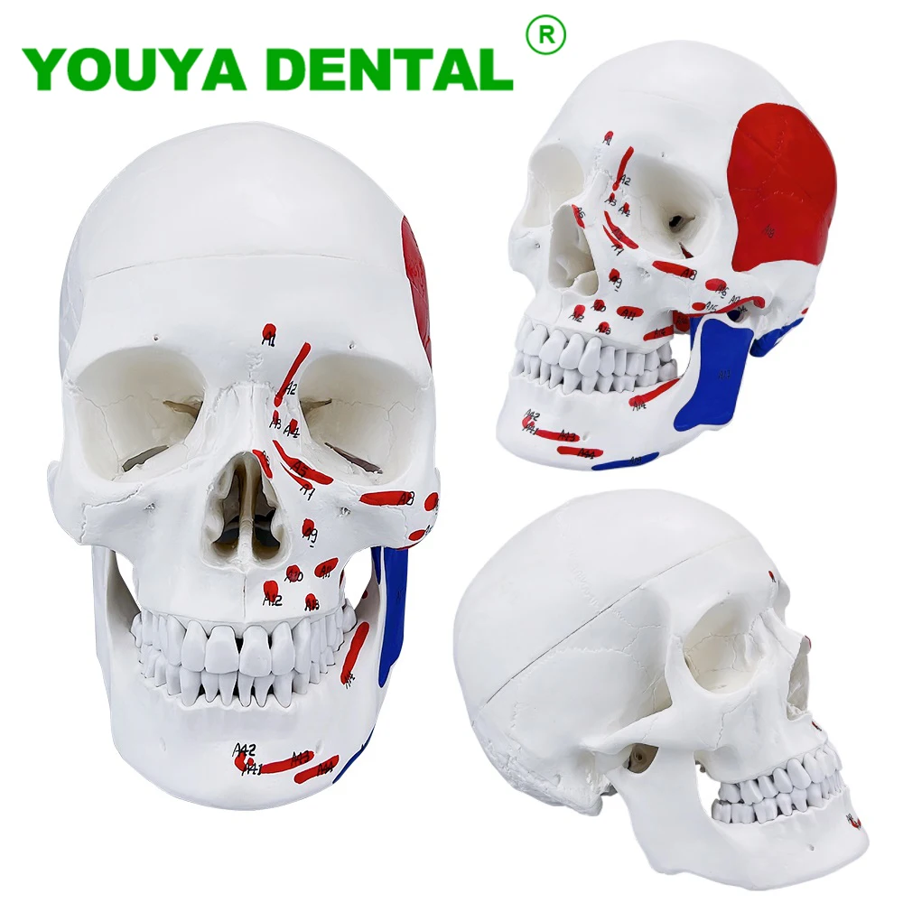 Anatomical Skull Model Anatomical Anatomy Medical Skeleton Head Model Dental Study Teaching Supplies Dentistry Equipment