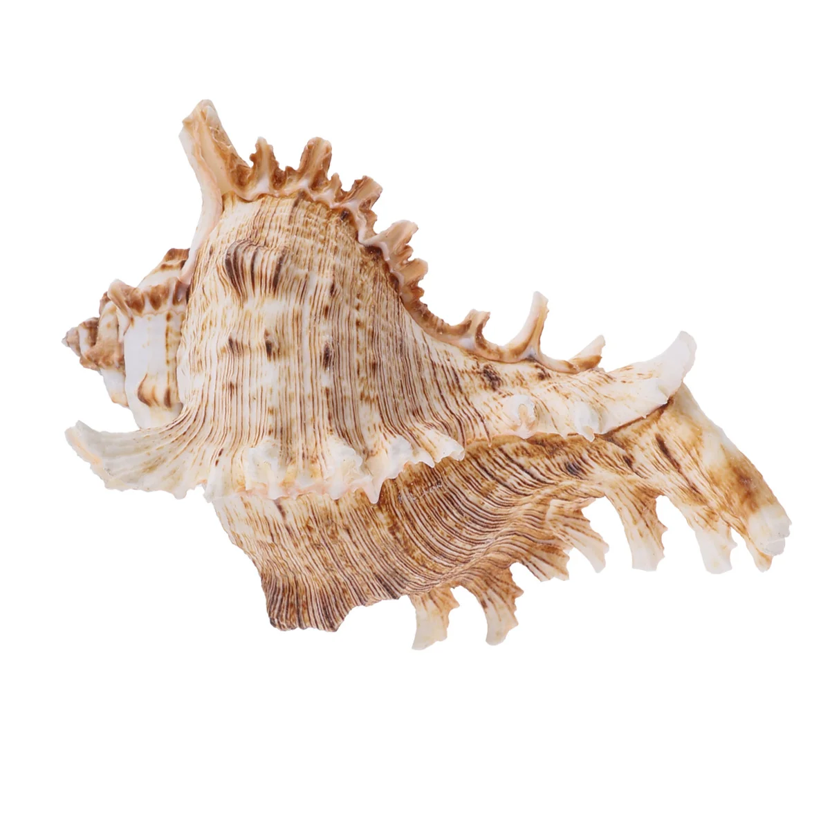 

1Pcs Natural Shell Conch Fish Tank Decoration 11-12cm Aquarium Ornament Landscape Accessories Enhance