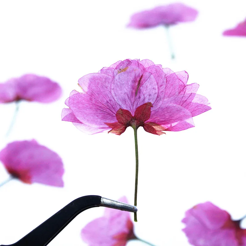 24 Stück, echte gepresste Kirschblüten, getrocknete Blumen für DIY-Handy-Lesezeichen, Grußkarten, Epoxidharz-Schmuck, Kerzenherstellung, Bastelzubehör – Detail 3