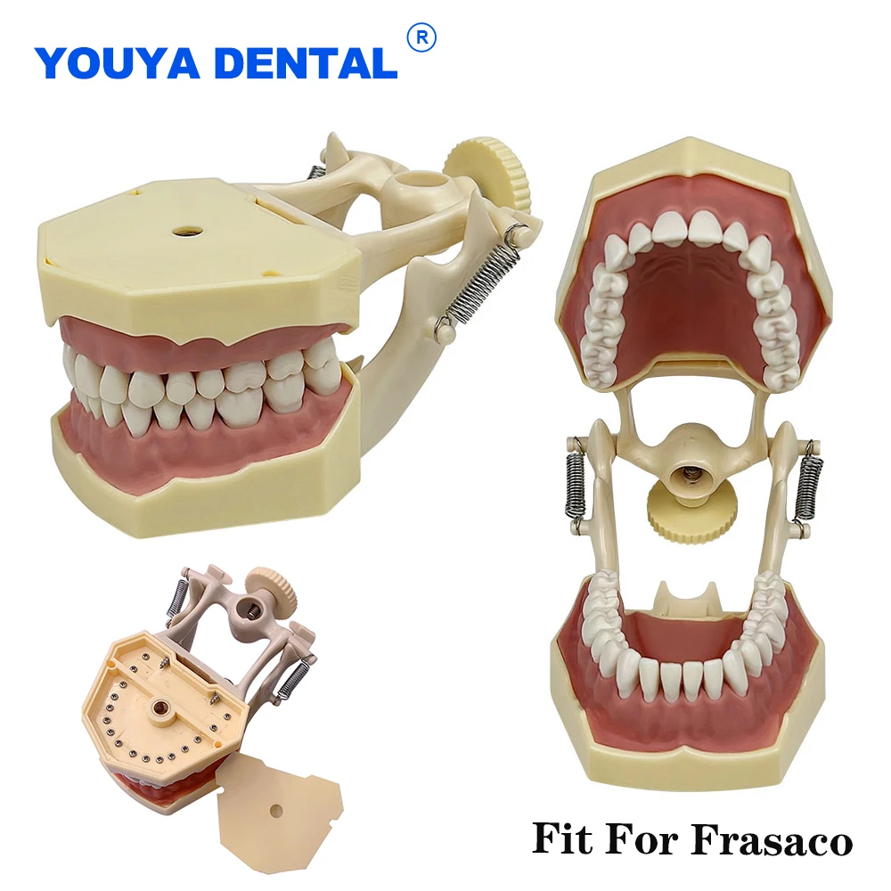 

Dental Standard Model Jaw Model With Removable Tooth Gum Typodont Teaching Teeth Model Practice Study Training Fit For Frasaco