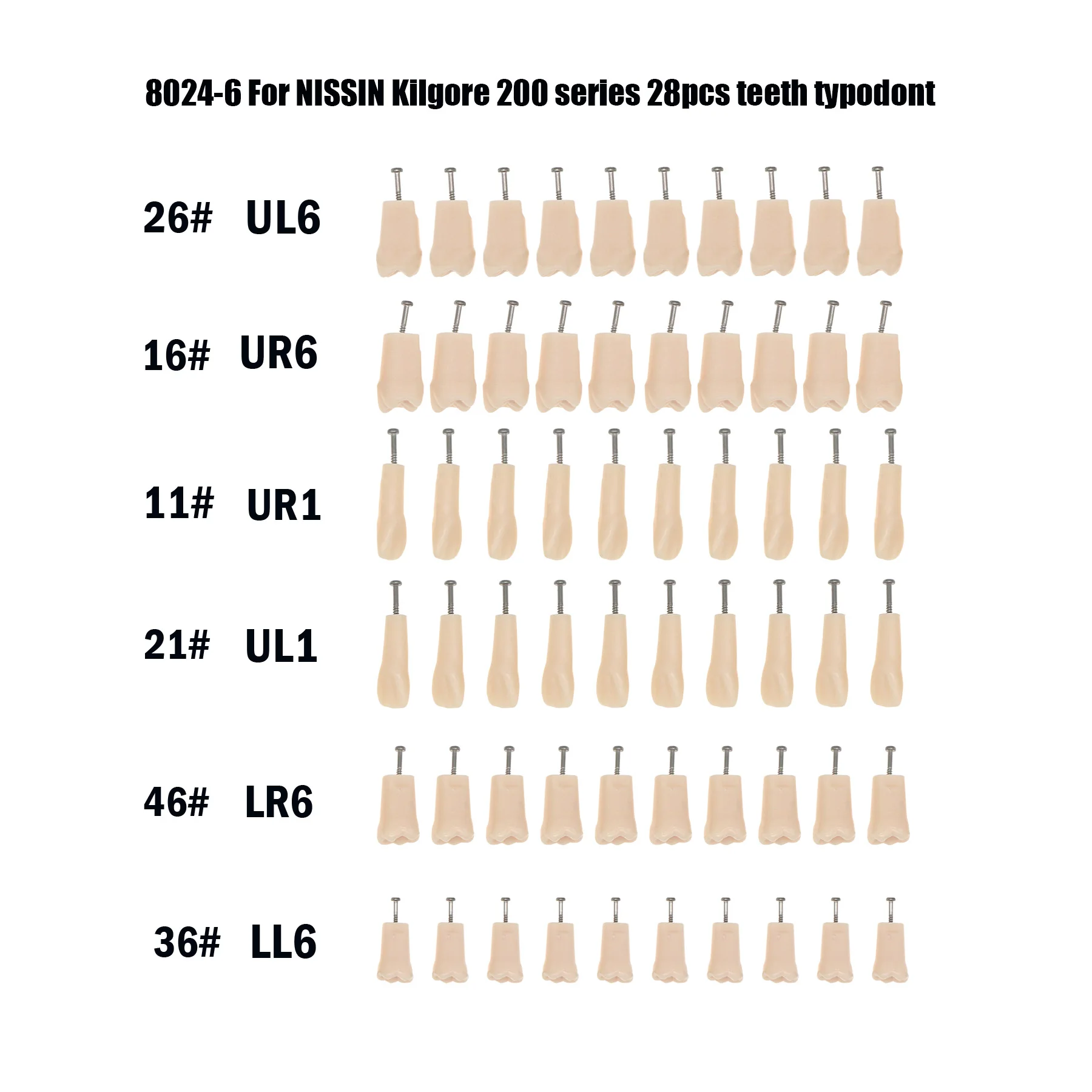 

Dental Model fit Kilgore NISSIN 200 Type 28Pcs Removable Teeth Screw-in Practise Study M8024-6 11# 21# 16# 26# 36# 46# 6 Size