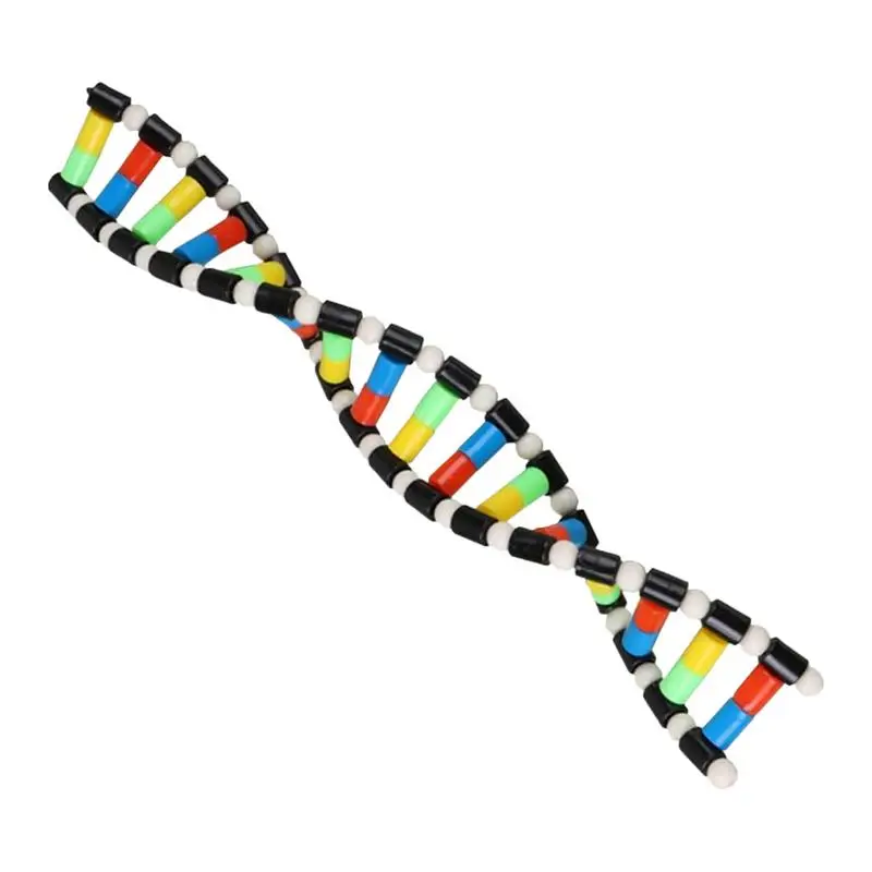 

DNA Model Double Helix Structure Kids DNA Models Preschool Science Toys Teaching Aids Learning And Educational Toys DNA Games