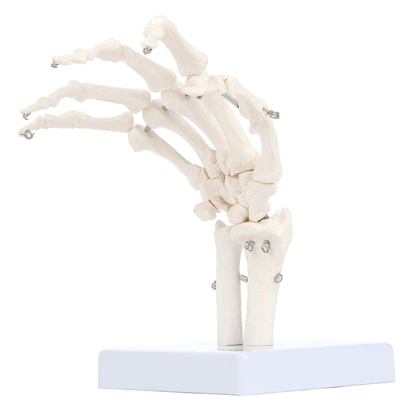 A34M-نموذج مفصل اليد البشرية نموذج الهيكل العظمي التشريحي أداة دراسة التشريح البشري