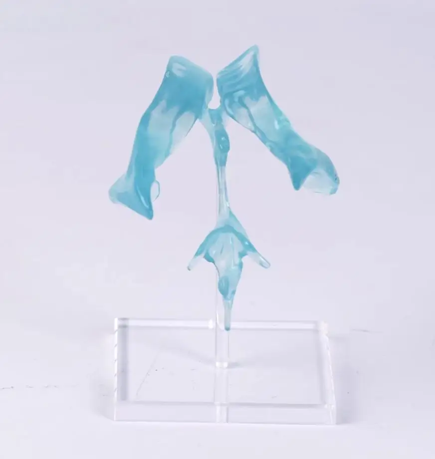 

A medical transparent ventricular model with a basis for displaying brain anatomy for medical teaching