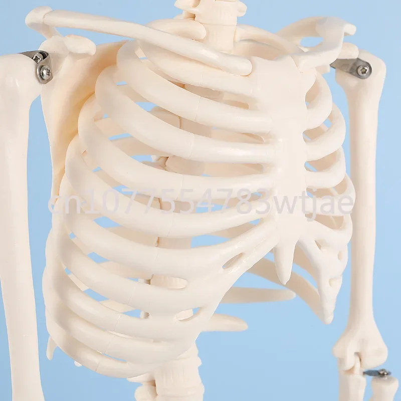 85cm Human Skeleton Model Skeleton Orthopedics Gym Yoga Display Teaching Sketching