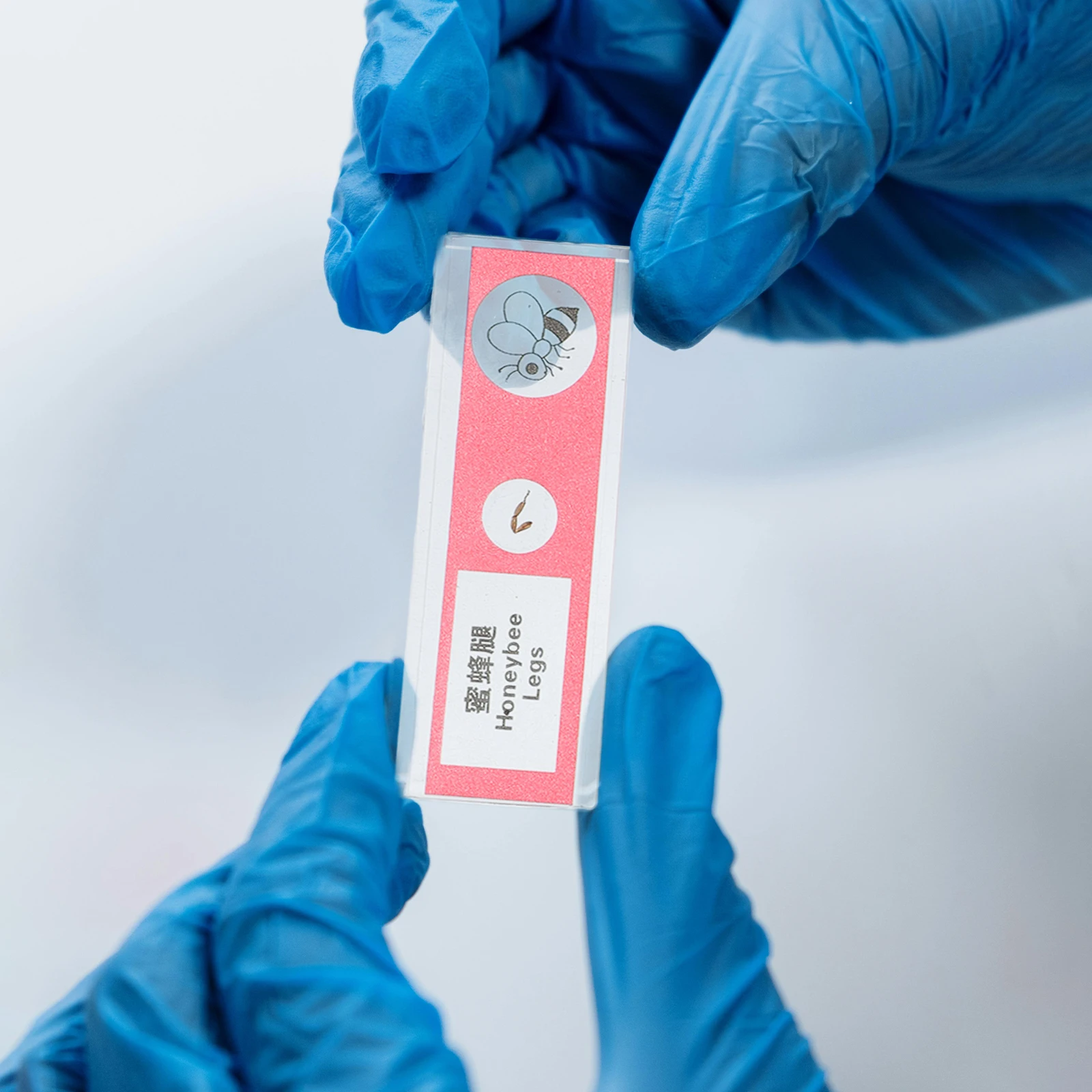 

12 Pcs Biological Sample Sections Microscope Prepared Slides Tray Laboratory Supplies for Kids Glass Accessories