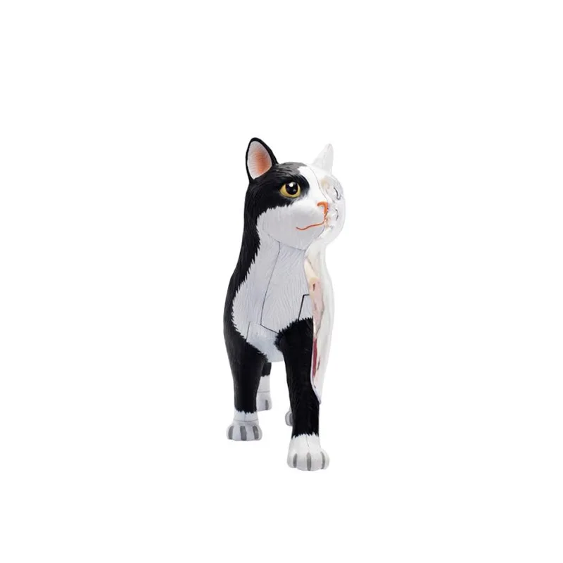 Modelo de anatomía de órgano de gato blanco y negro, rompecabezas de animales, juguetes para niños y estudiantes de medicina, modelo de enseñanza