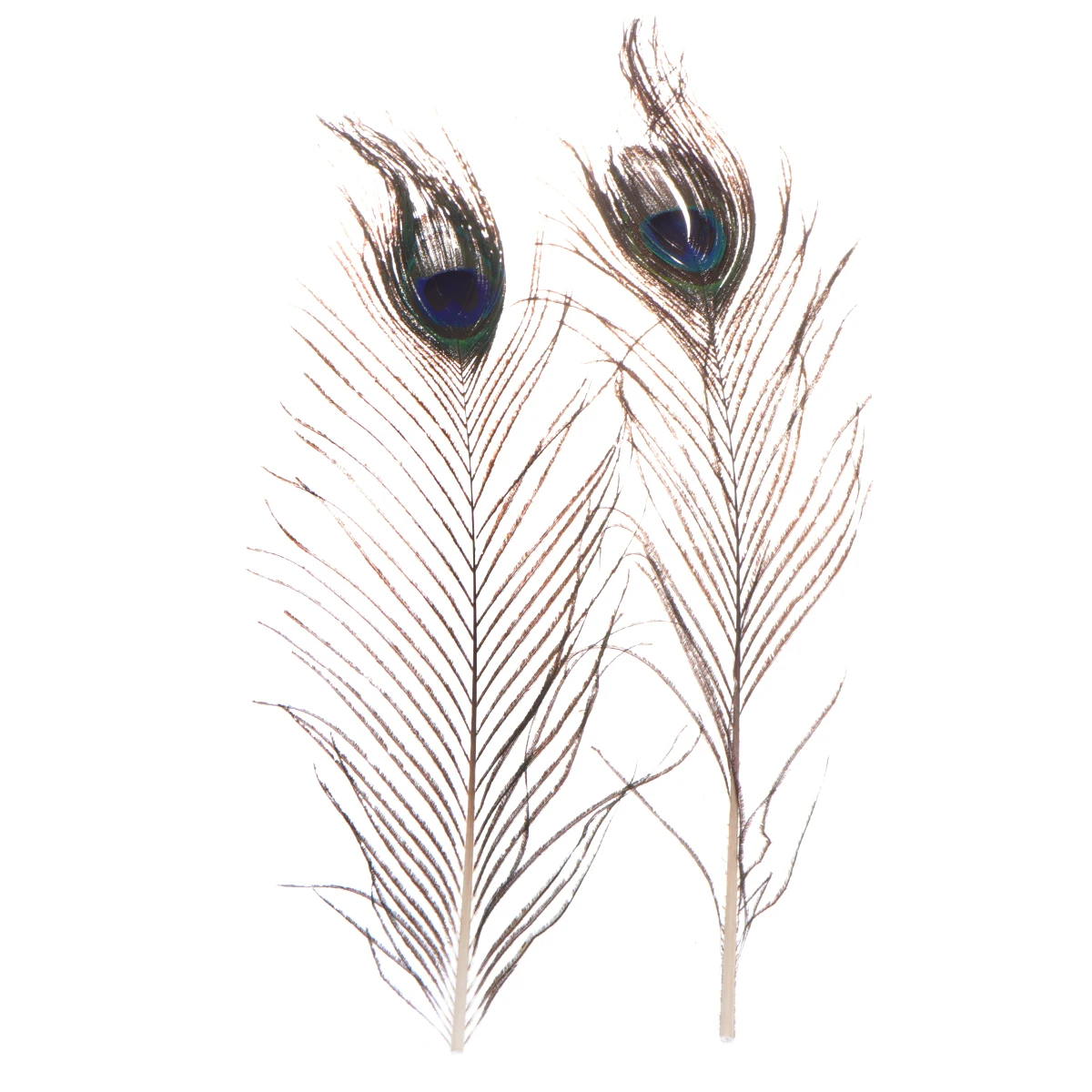 

20pcs 25-30Cm Natural Peacock Tail Decorative Craft Diy Wedding Party Decoration Accessories For Hat Trim