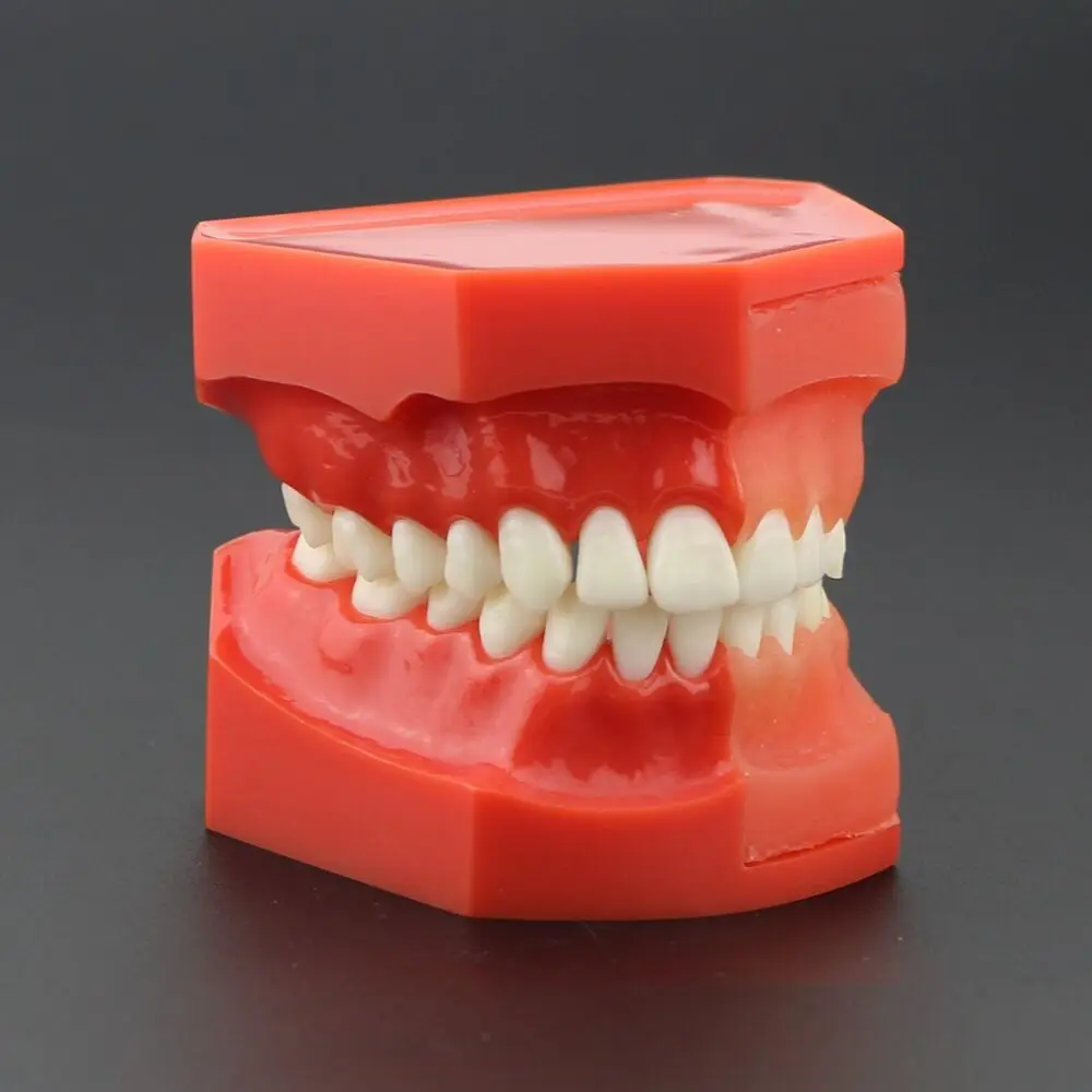 

Модель зубных патологических зубов, периодическая/имплантат/эндодонтические кариес, исследование, демонстрационная модель зубов Typodont