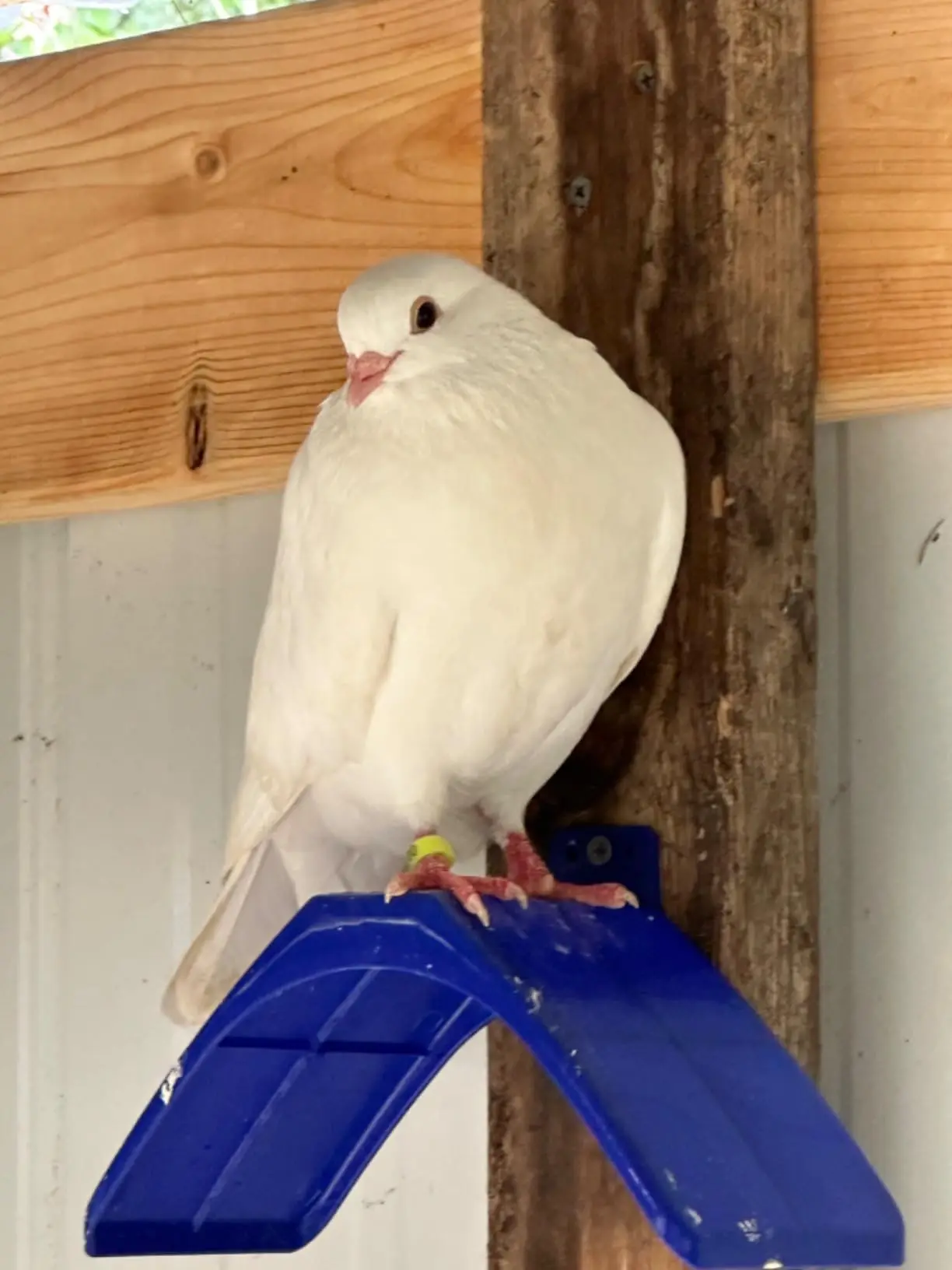 Thumbnail 3 - #37 Trending Bird Perch Stands Right Now