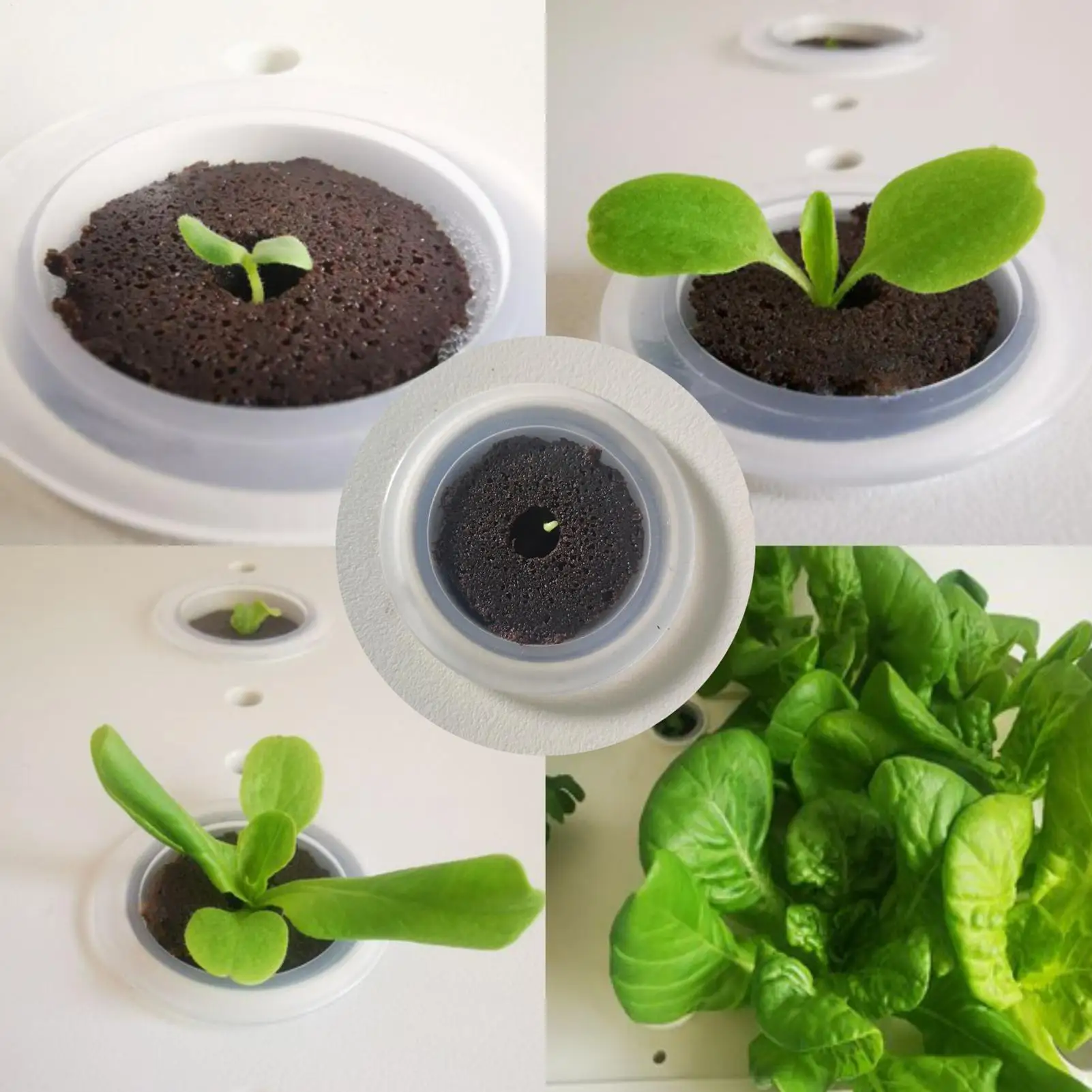 Hydroponic Grow Sponges 20 Pieces Growing Replacement Blocks Hydroponic Sponges Replacement for Lettuce Vegetables Flowers Soil