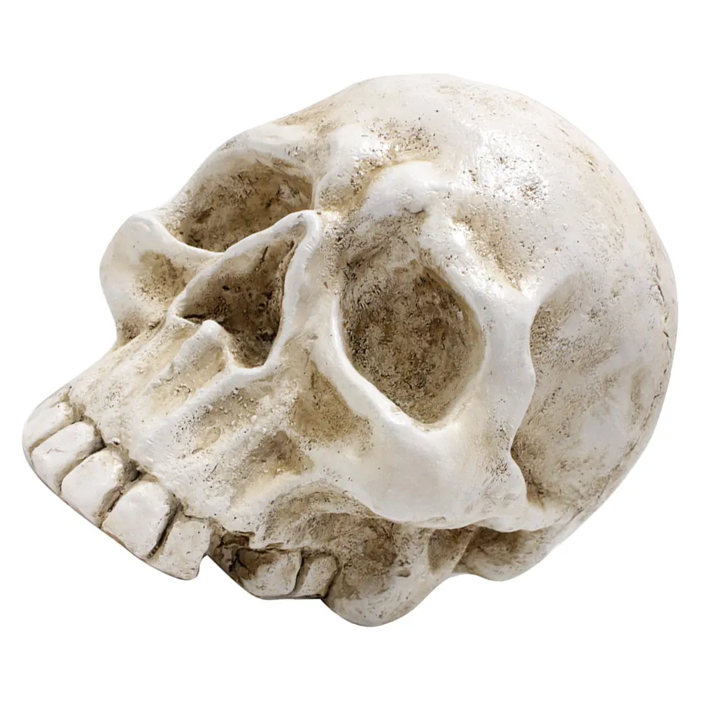 

Skull Resin Decoration Goth Props Ivory Simulation Halloween Party Office Scary Photo Realistic Models Decorations