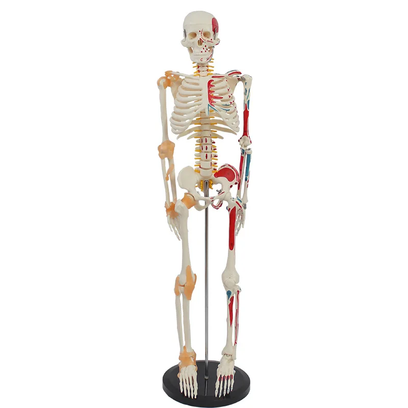 Human Skeleton Model 1/2 Life Size 85cm Half Muscle and Half Ligament Drawing Medical Science Anatomy