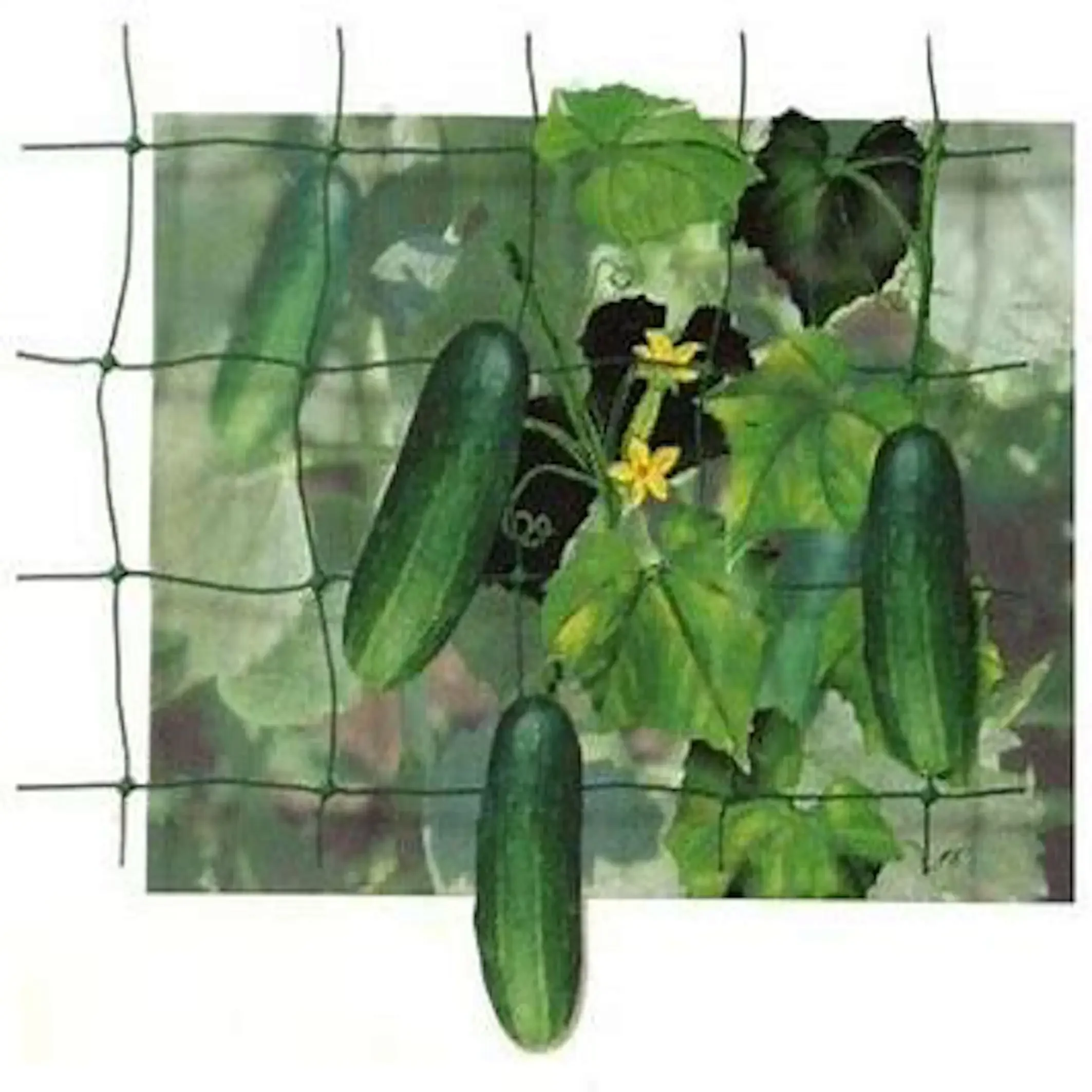 

Support net net tomato plants climbing/Cucumber plant for plant support net