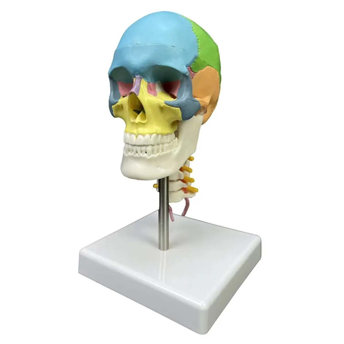 A1939K 1/2 Size 3-Part Human Colored Head Skull with Cervical Vertebra Anatomical Model Science Supplies SUMMER